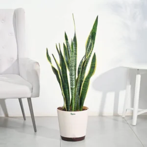 Sansevieria Laurentii Plant - XL